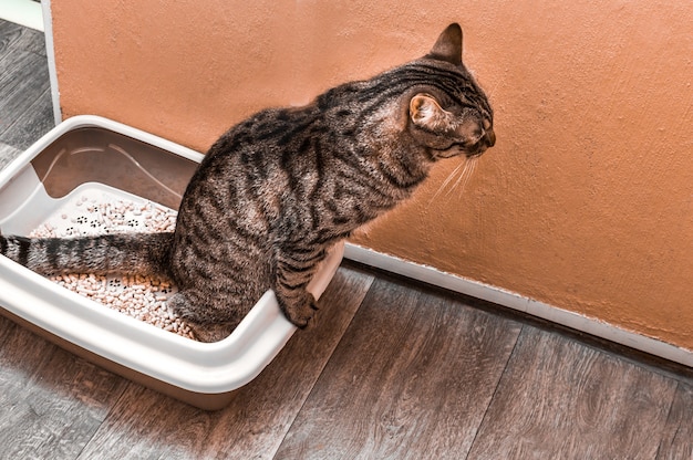 Foto orina de gato en una olla con relleno de madera para gatos. gato de baño de concepto en el apartamento.