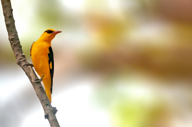 Oriole dourado indiano empoleirado em uma árvore