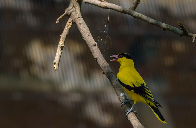 Oriole del viejo mundo que se encarama en la rama de árbol, Tailandia