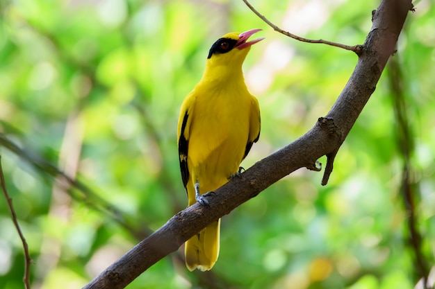 Oriole del viejo mundo que se encarama en la rama de árbol, Tailandia