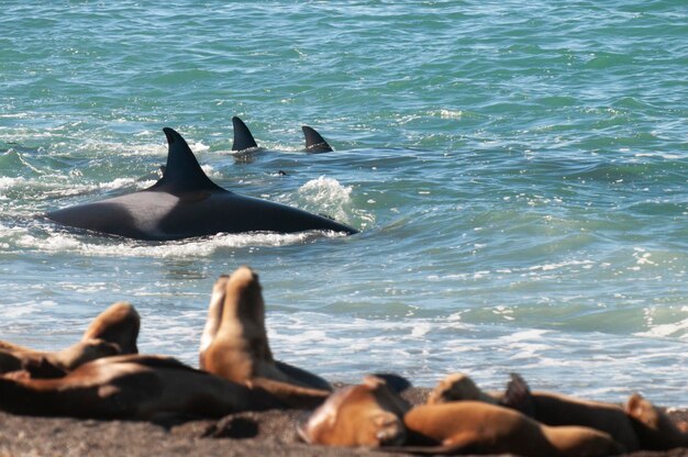 Orka-Familie jagt Seelöwen an der paragonianischen Küste Patagonien Argentinien