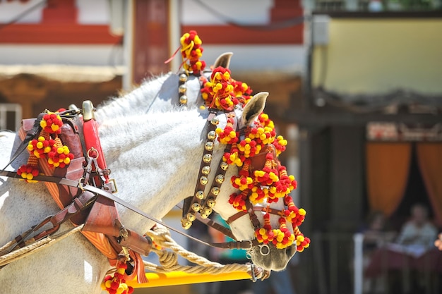 Ornamentos na cabeça de cavalos de carruagem