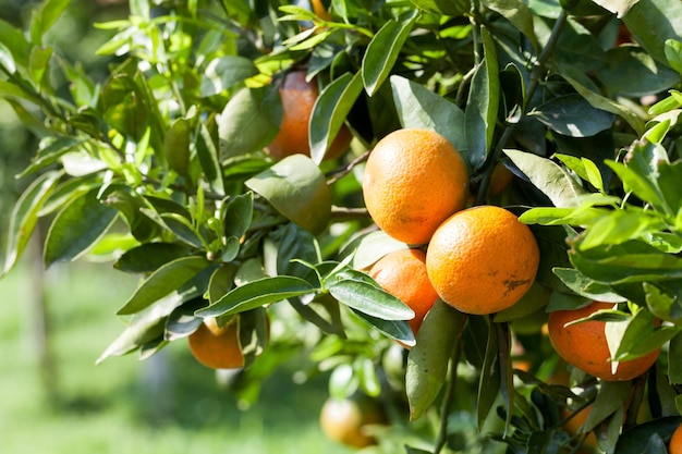 Foto ornge-baum