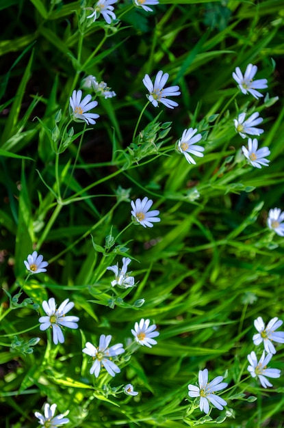 Ornithogalum Blüten. Schöne weiße Blumen im Wald