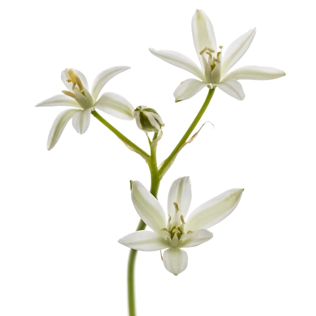 Ornithogalum-Blume lokalisiert auf weißem Hintergrund