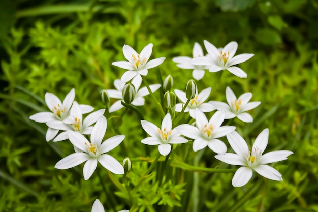 Ornithogalum Blumen Nahaufnahme Stern von Bethlehem