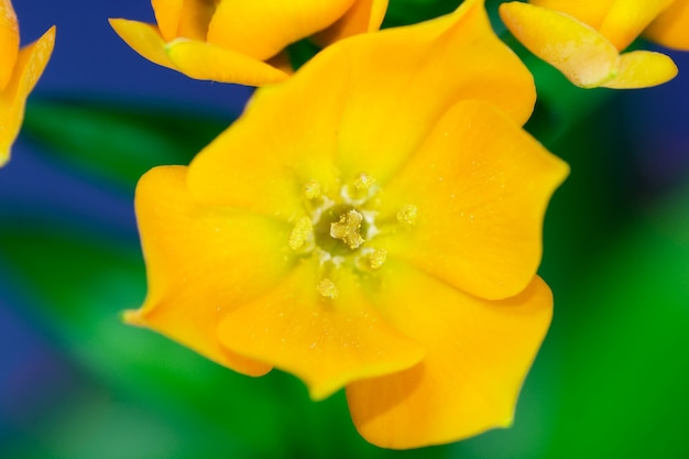 Ornithogalum Dubium Blüte Nahaufnahme