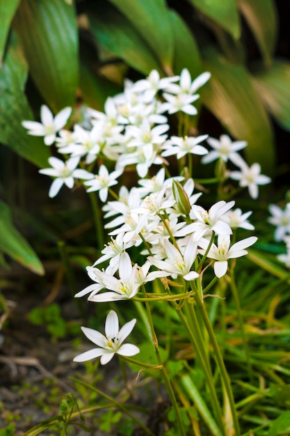 Ornithogalum flores closeup (estrela de Belém)