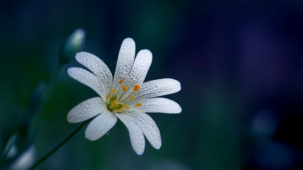 Ornithogalum ist eine weiße Blume, die im Frühjahr in Laubwäldern blüht.