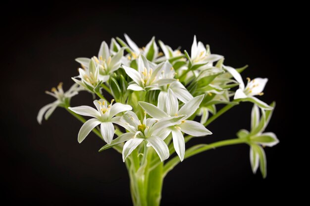 Ornithogalum umbellatum. Flores silvestres en su entorno natural.