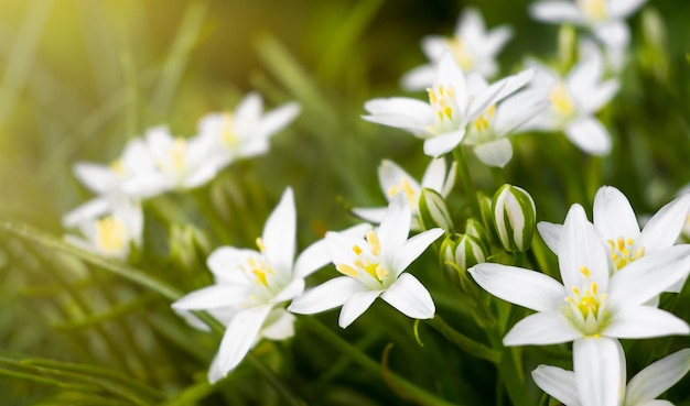 Ornithogalum weiße Blume im Garten unter den Strahlen der Sonne