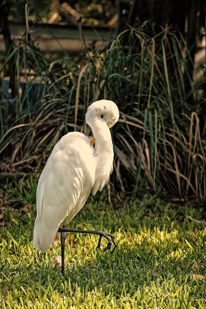 Ornithologie und Freiheitskonzept