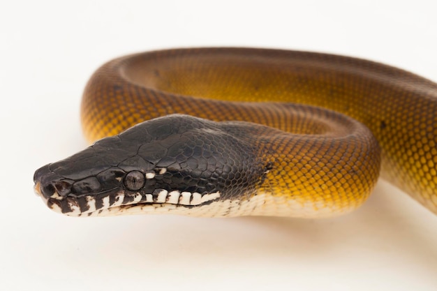 Oro Albertisi serpiente pitón de labios blancos Leiopython albertisi aislado sobre fondo blanco.