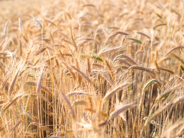 Oro espigas de trigo en verano en el campo.