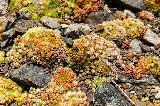 Orostachys spinosa plantas silvestres en el lago baikal