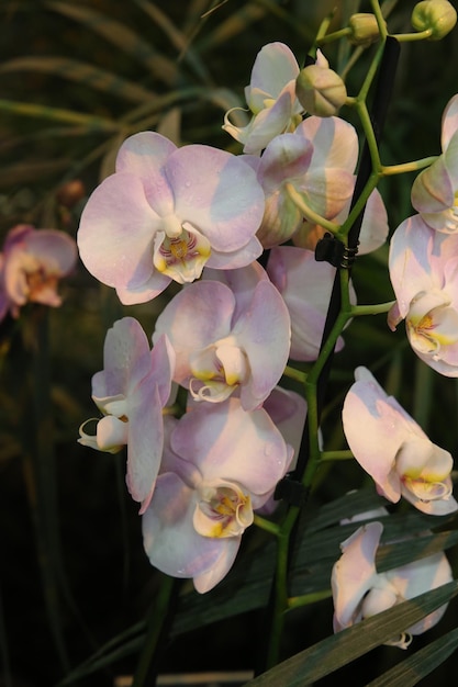 Orquídea afrodita cerca de fondo