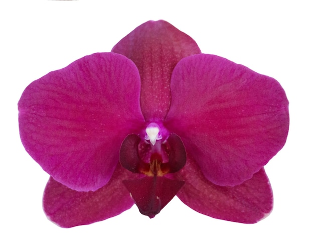 Orquídea aislada sobre fondo blanco Flor única con pétalos de color púrpura y labio blanco rosado Phalaenopsis o Moth tipo Elemento de diseño floral para tarjetas invitaciones carteles