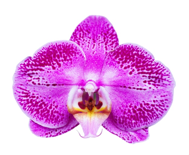 Orquídea aislada sobre fondo blanco Flor única con pétalos de rosa manchas moradas y labio amarillo Phalaenopsis o polilla elemento de diseño floral para tarjetas invitaciones carteles