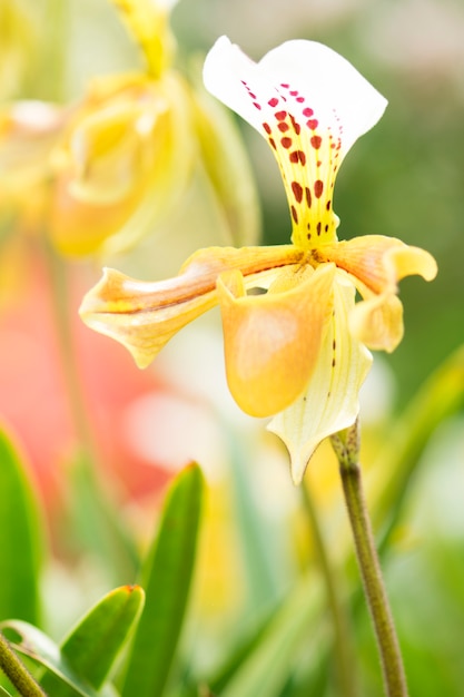 Orquídea amarela, belo Paphiopedilum