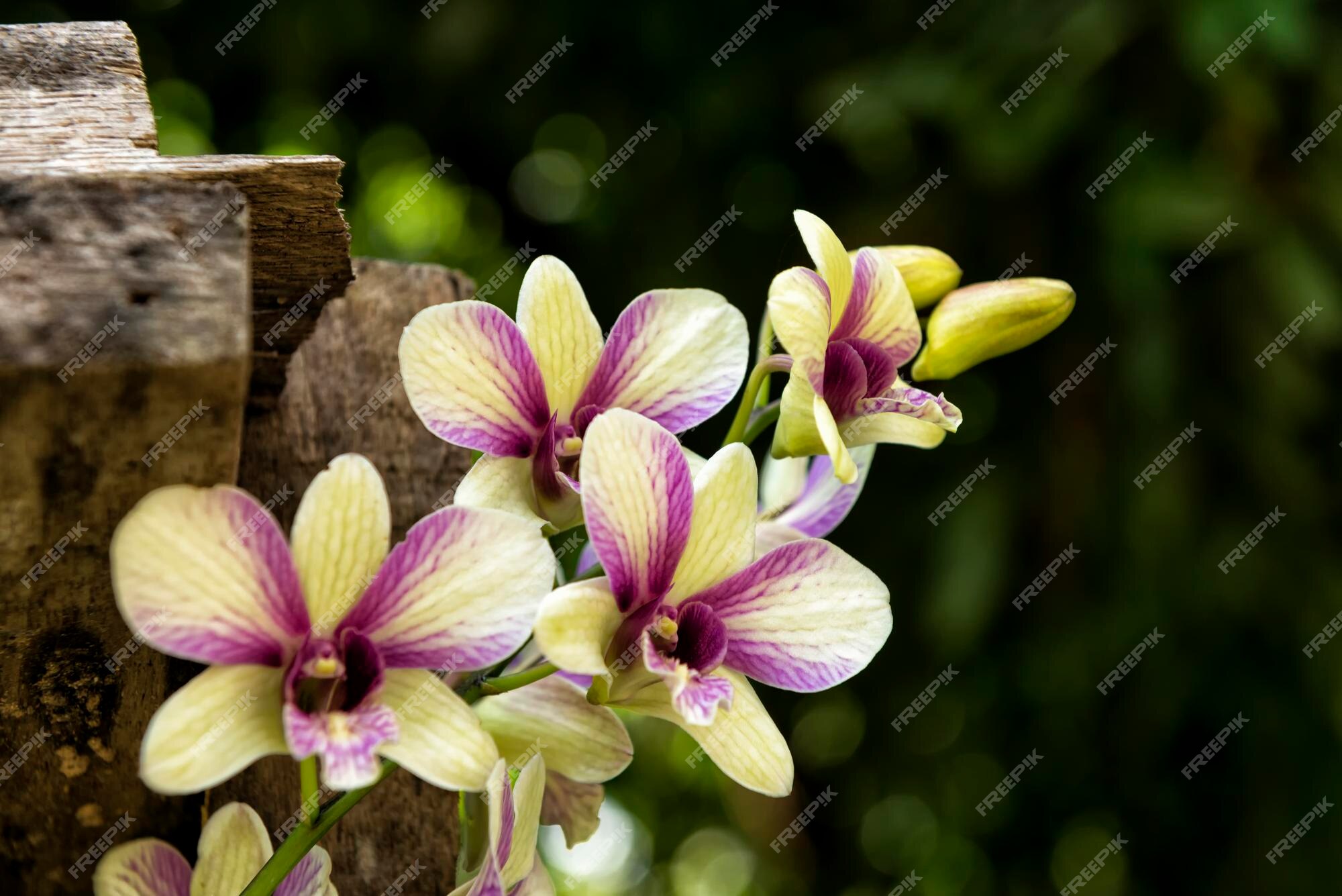 Orquídea amarela e roxa | Foto Premium