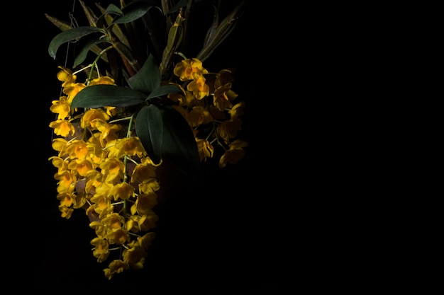 Orquídea amarela, fundo preto