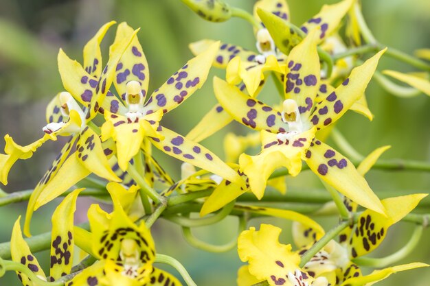 Orquídea amarela, miltassia shelob, florescendo na exploração agrícola.
