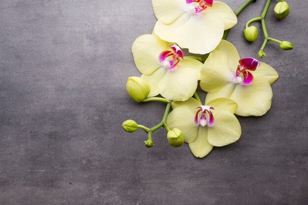 Foto orquídea amarela no fundo cinza.