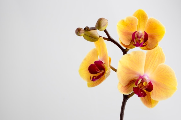 Foto orquídea amarela.