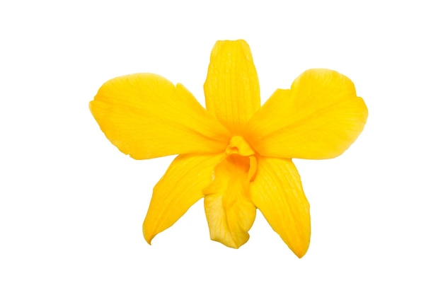 Orquídea amarilla aislada sobre fondo blanco