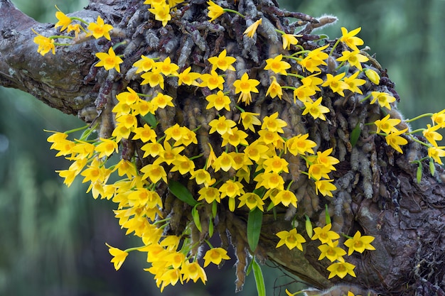 Foto orquídea amarilla en un árbol en el bosque