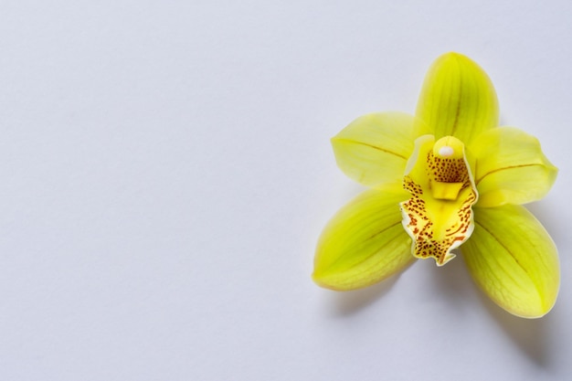 Orquídea amarilla de belleza elegante en papel en blanco