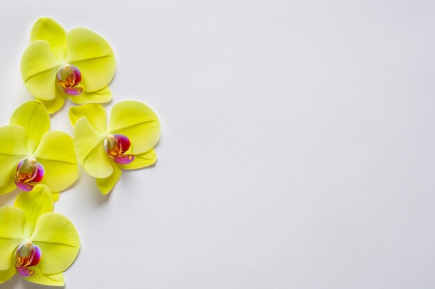 Orquídea amarilla de belleza elegante en papel en blanco