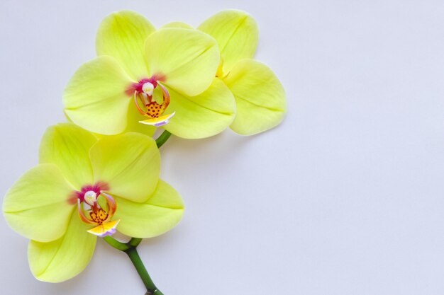 Orquídea amarilla de belleza elegante en papel en blanco