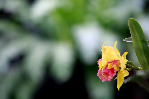 Orquídea amarilla de Cattleya, flor de Tailandia