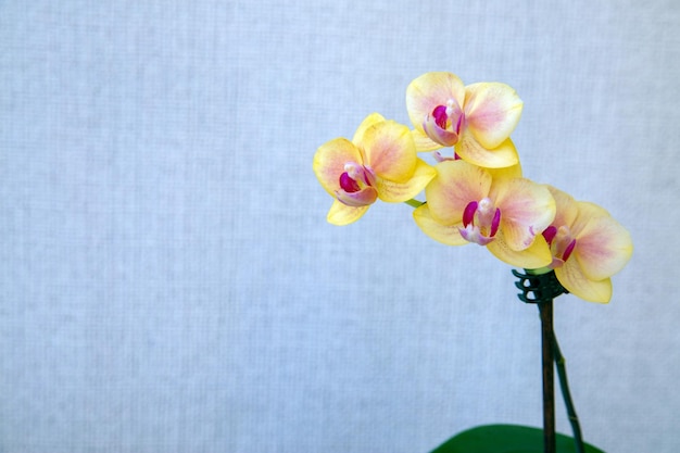 Orquídea amarilla floreciente sobre un fondo claro con espacio de copia Hobby de plantas de interior de floricultura