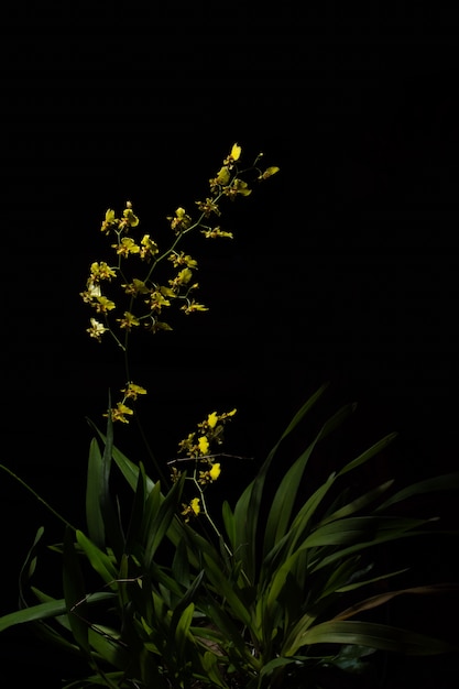 Orquídea amarilla, fondo negro