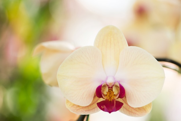 Orquídea amarilla de Phalaenopsis en la floración, flor amarilla de la orquídea del primer en jardín