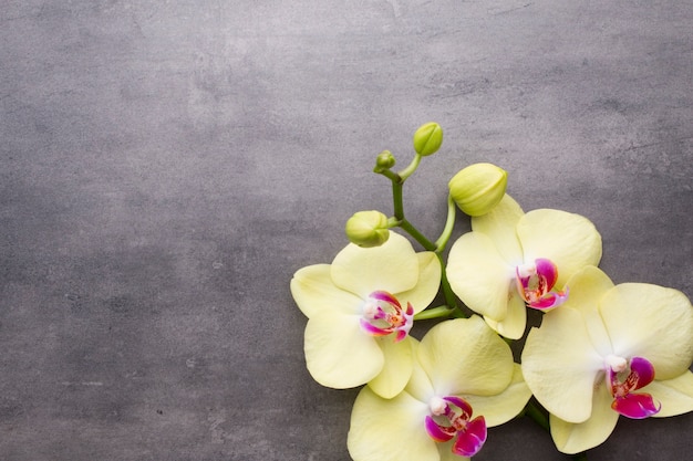 Orquídea amarilla sobre fondo gris.