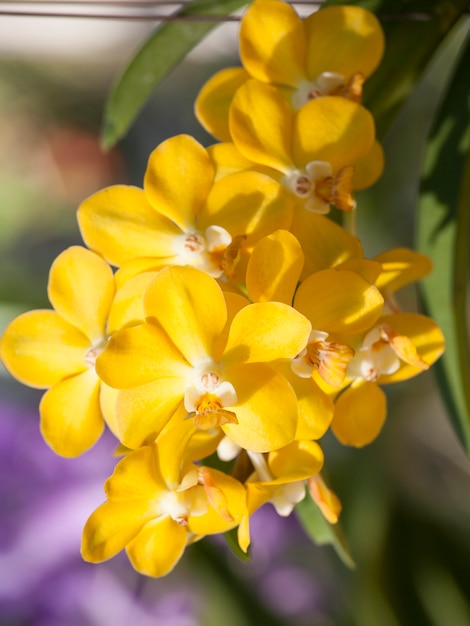 Orquídea amarilla