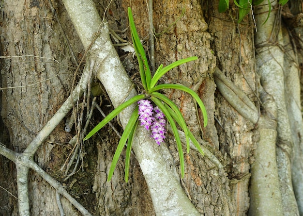 Orquídea en un árbol grande