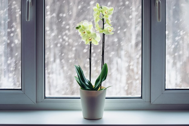 Orquídea en auge en el alféizar de la ventana en invierno Phalaenopsis cuidado de plantas plantas de interior con flores en temporada de frío