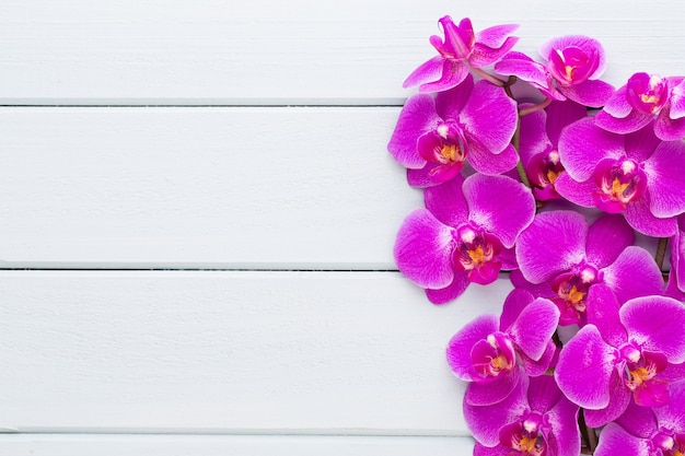 Orquídea de belleza en gris