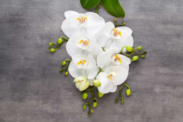 Orquídea de belleza en gris