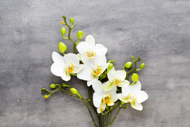 Orquídea de belleza en gris