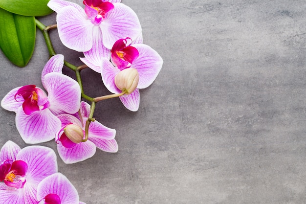 Orquídea de belleza sobre un fondo gris