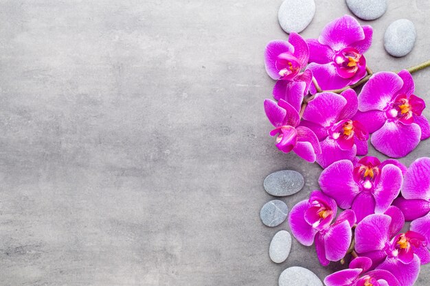 Orquídea de belleza sobre un fondo gris