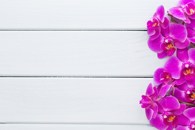 Foto orquídea de belleza sobre un fondo gris