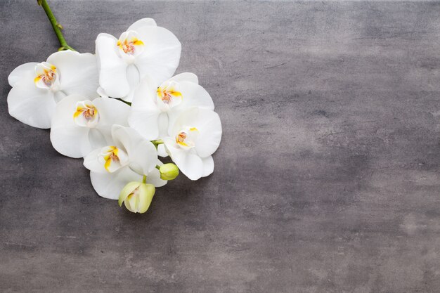 Foto orquídea de belleza sobre un fondo gris