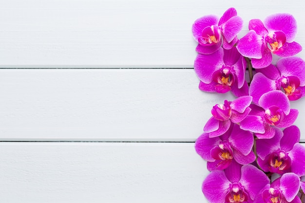 Orquídea de belleza sobre un fondo gris