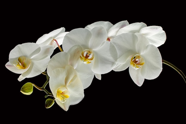 Orquídea blanca aislada en negro.